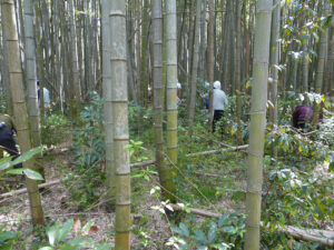 参加者は全員ヘルメット着用して、竹林で活動する皆さん。
